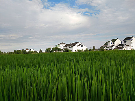 thống kê bạch thủ
