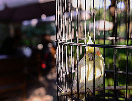 xoso888 vn soi cau loto bach thu